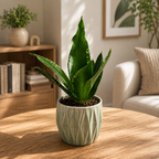 Sansevieria Silver Flame (Whitney)