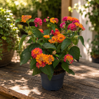 Lantana camara ‘Havana Red’