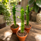 Euphorbia mayurnathanii f. variegata