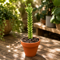 Euphorbia mayurnathanii f. variegata