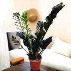 Zamioculcas zamiifolia 'Raven ZZ' ('Dowon') D17 - schwarze Blätter, unzerstörbare Eleganz