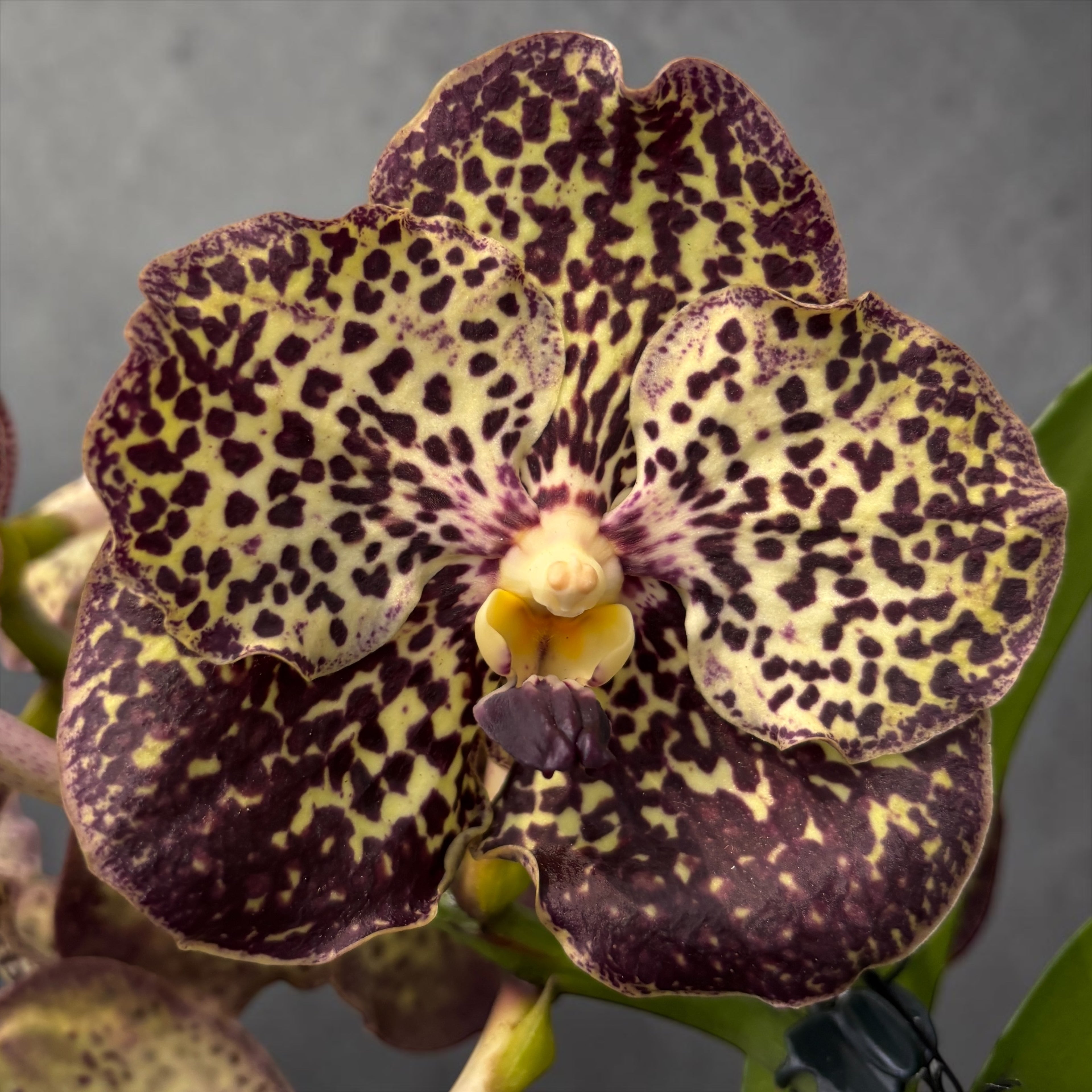 Vanda Sunanda Ocelot Mocha (ANSU)