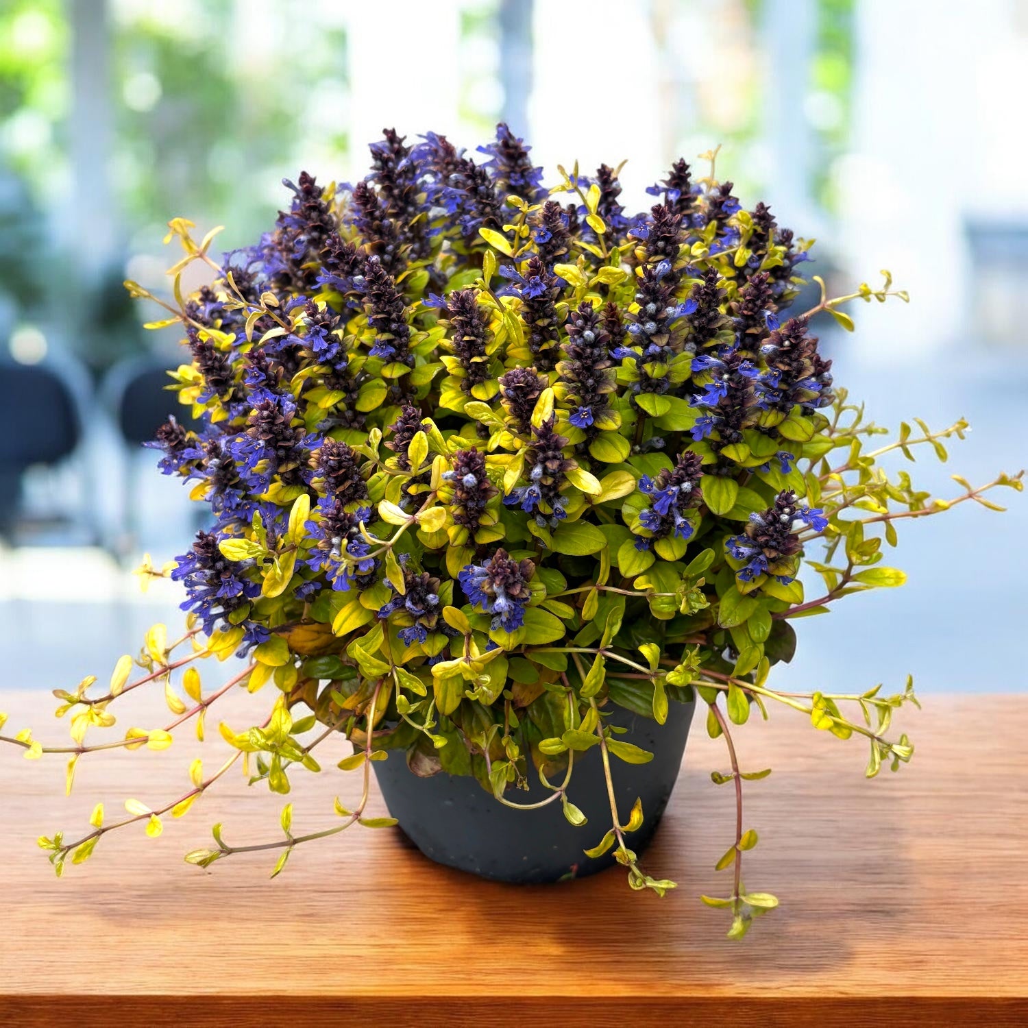 Ajuga reptans ‘Friends Cordial Canary’ (vinarița, bugleweed) – covor decorativ spectaculos