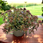 Sedum Spurium Spot on Deep Rose - suculenta taratoare cu flori roz intens