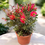Callistemon ‘Masotti’ (arborele periuta) – inflorire spectaculoasa cu aspect exotic
