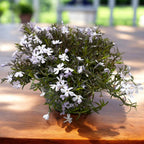 Phlox subulata ‘Spring Lavender’ (brumarele tarator) – covor delicat in nuante de alb-lila