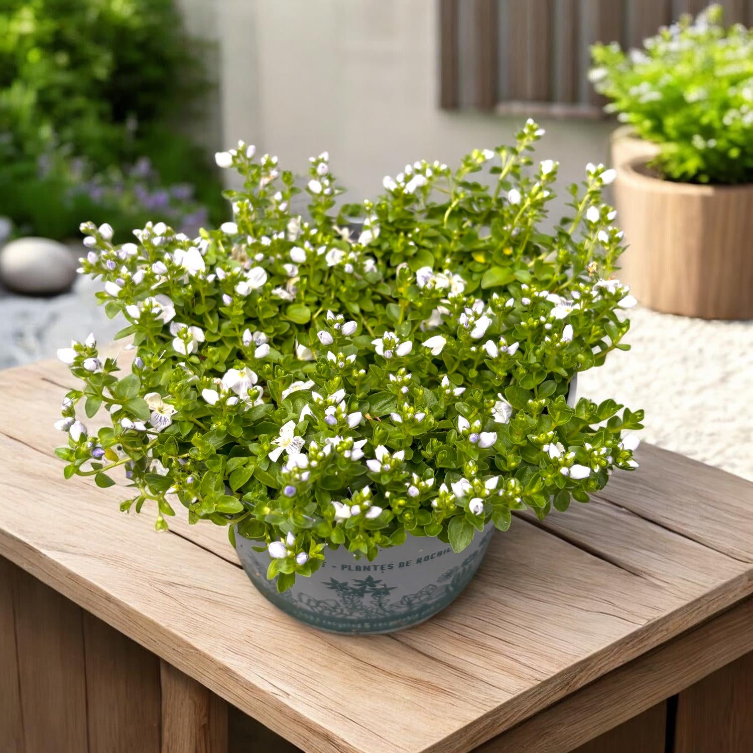 Veronica repens ‘Emerald Carpet’ (veronica taratoare) – covor verde elegant pentru gradina