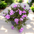 Phlox subulata ‘Fort Hill’ (brumarele tarator)