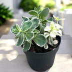 Sedum telephium ‘La Vie en Rose’