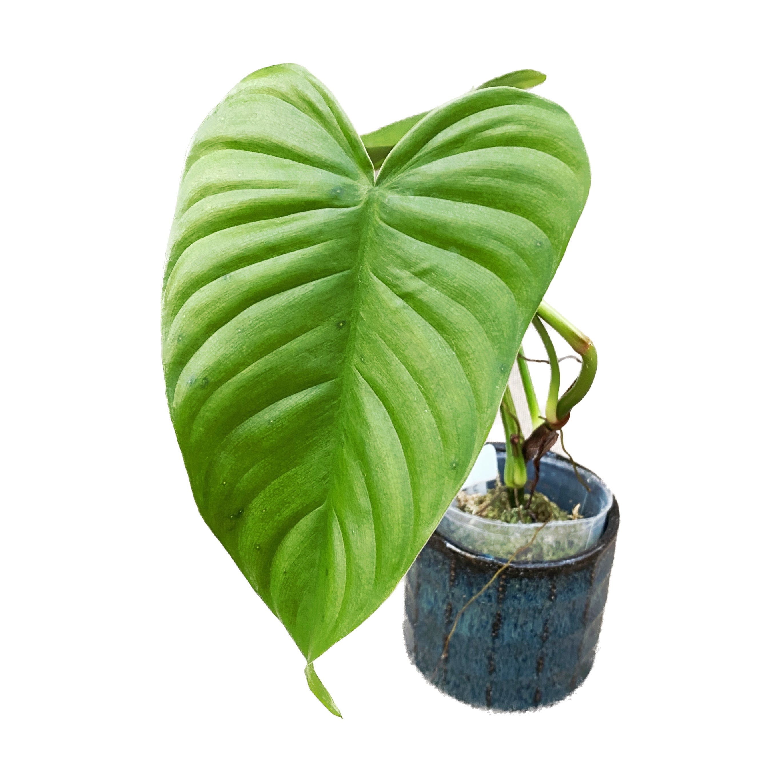 philodendron tenue for sale Philodendron tenue – Secret Garden Plant Shop