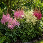 Astilbe mix - odporna roślina ogrodowa