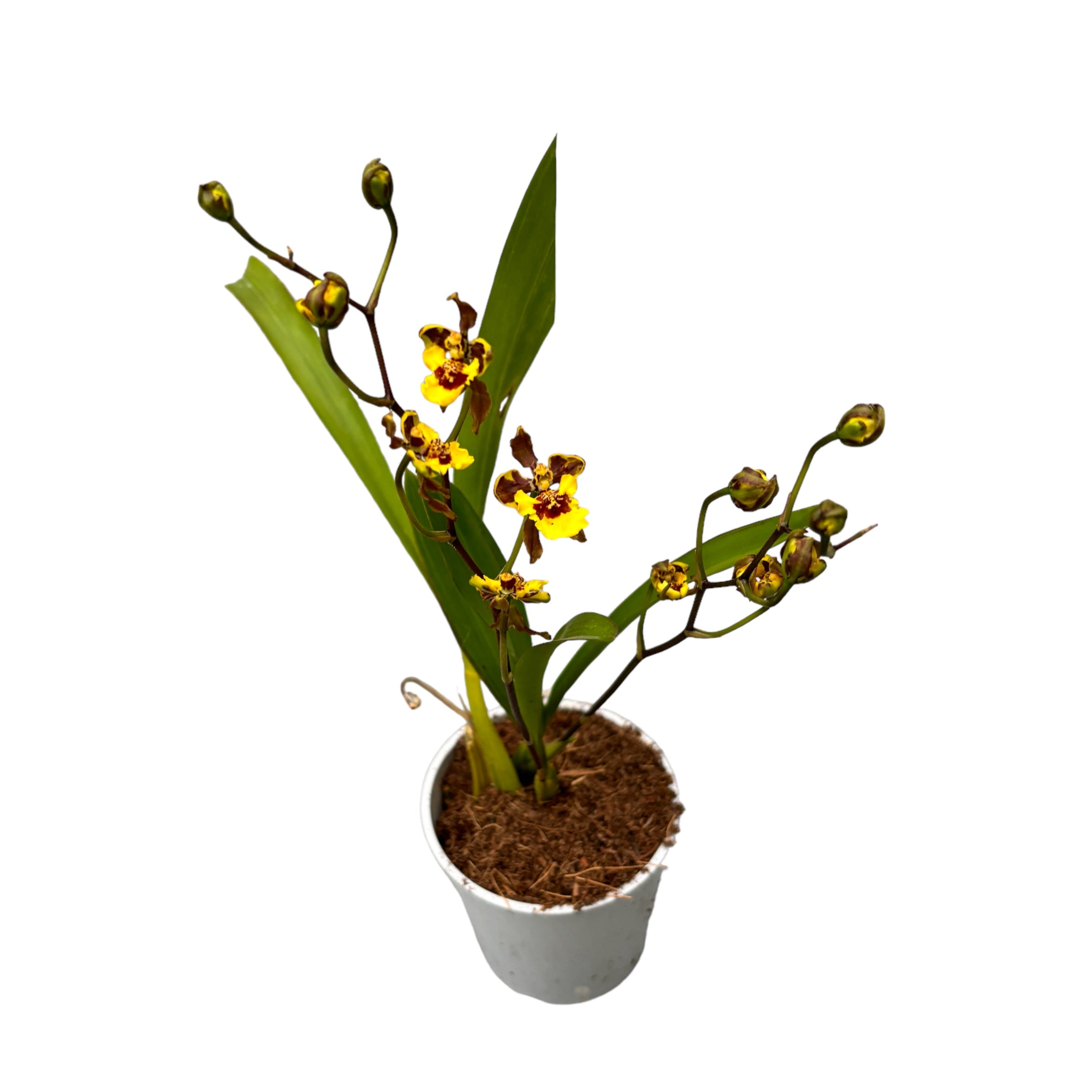 Oncidium eurycline (Gomesa croesus)