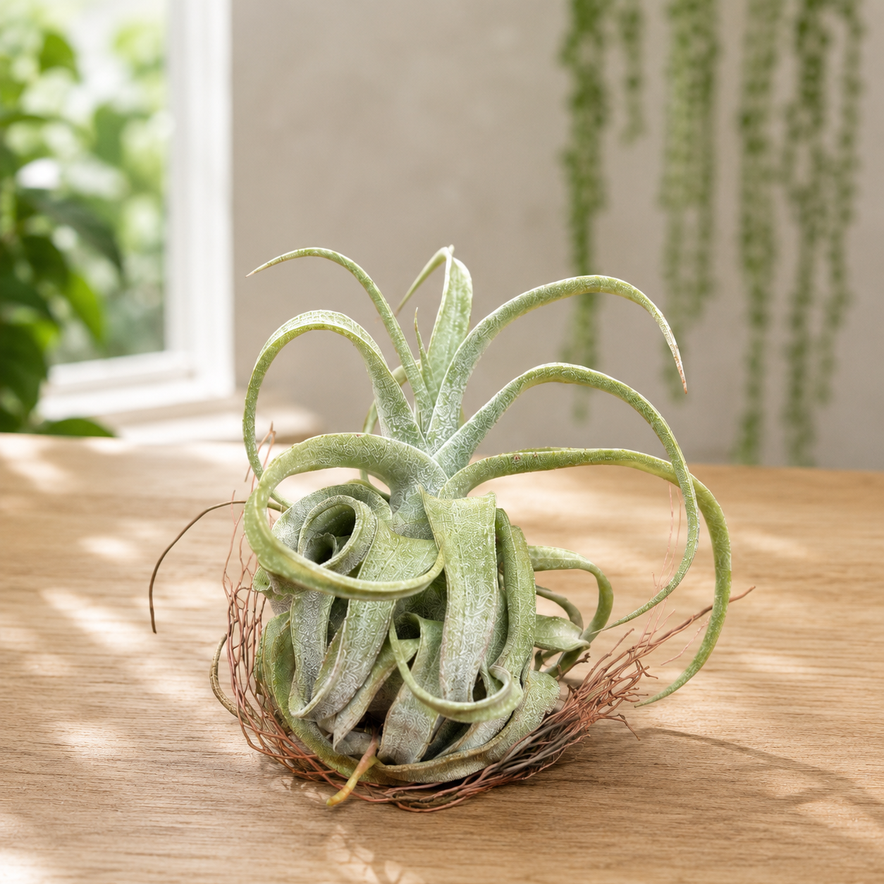 Tillandsia streptophylla - planta aeriana cu frunzis spectaculos