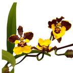 Oncidium eurycline (Gomesa croesus)
