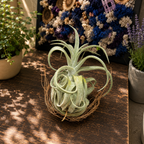 Tillandsia streptophylla - planta aeriana cu frunzis spectaculos