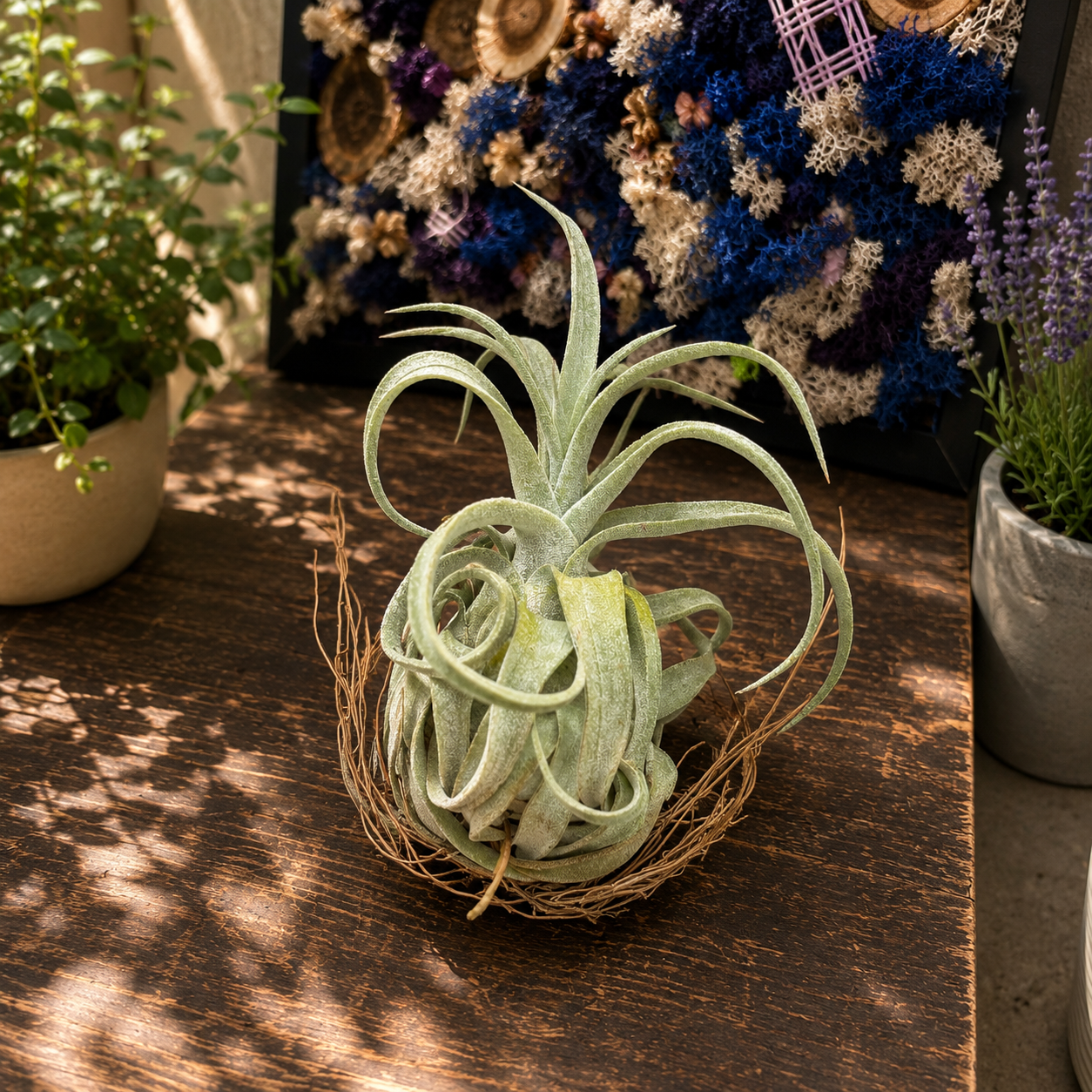 Tillandsia streptophylla - planta aeriana cu frunzis spectaculos