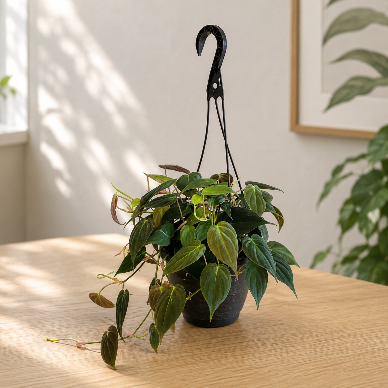 Philodendron scandens subsp. micans D15