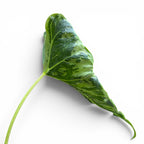 Alocasia micholitziana ‚Frydek Tattoo‘ – Sammler-Alokasie