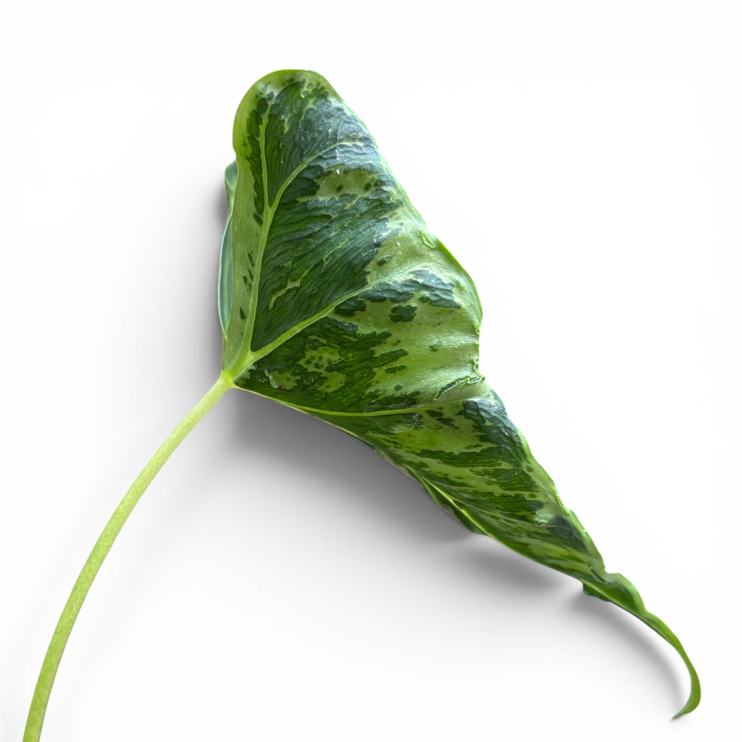 Alocasia micholitziana ‘Frydek Tattoo’ - alocasie de colectie