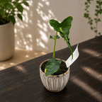 Alocasia micholitziana ‚Frydek Tattoo‘ – Sammler-Alokasie