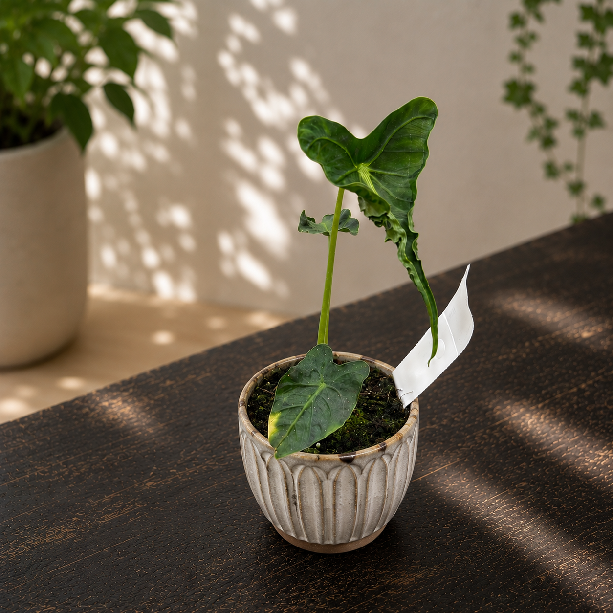 Alocasia micholitziana ‚Frydek Tattoo‘ – Sammler-Alokasie