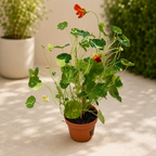 Tropaeolum majus 'Alaska Series' mix - condurul doamnei variegat