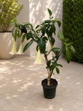 Розова тромпета на ангелите - Brugmansia arborea, ароматни цветя, XL екземпляри