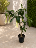 Розова тромпета на ангелите - Brugmansia arborea, ароматни цветя, XL екземпляри