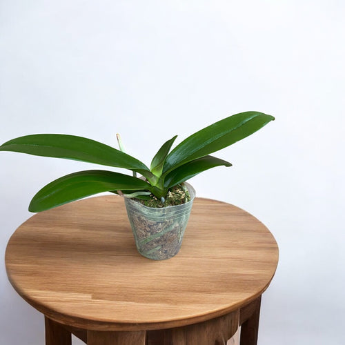 Phalaenopsis Sogo Ginger Glam