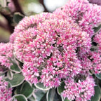 Sedum telephium ‘La Vie en Rose’