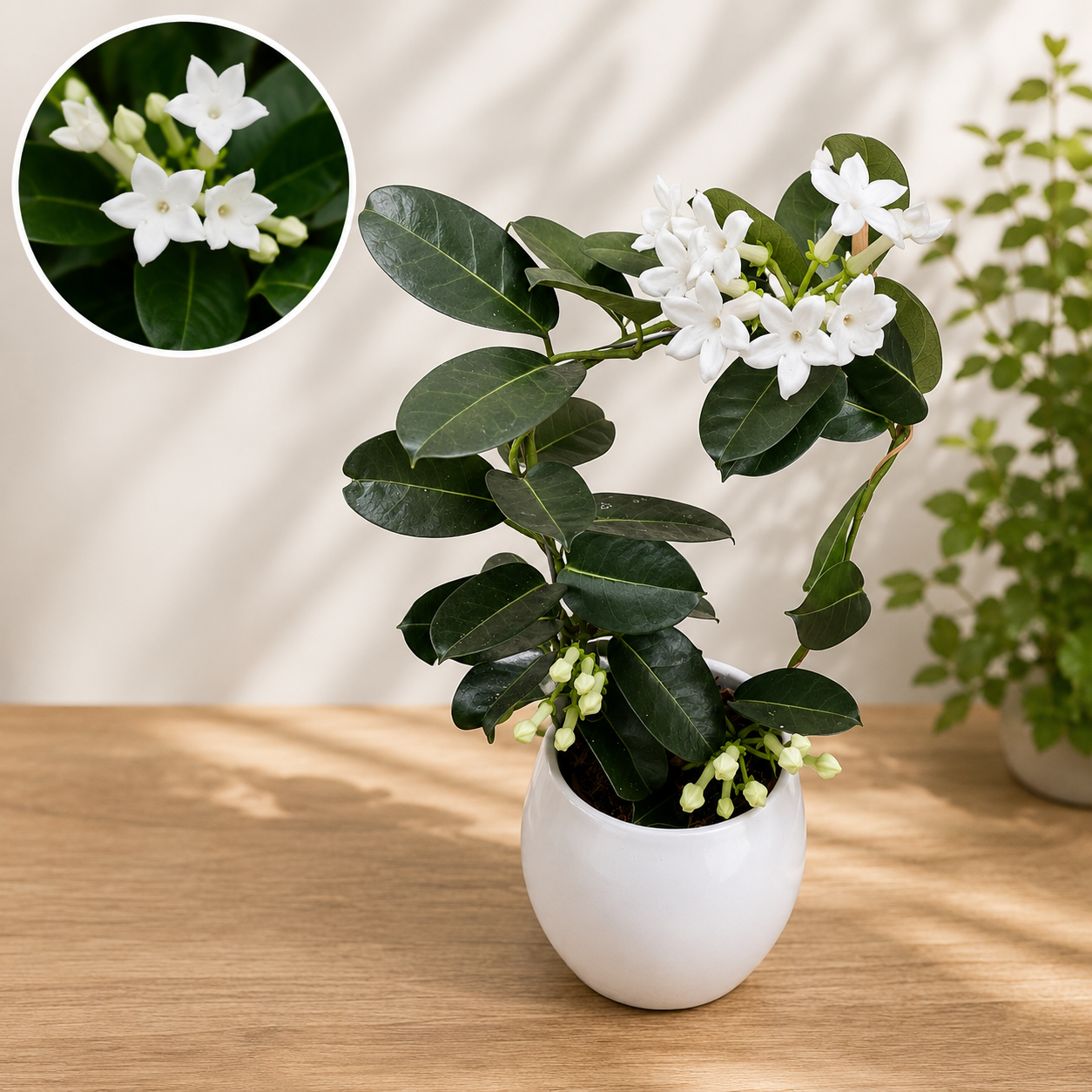 Stephanotis jasminoides (Madagascar Jasmine, Flower of Happiness) - intensely fragrant flowers