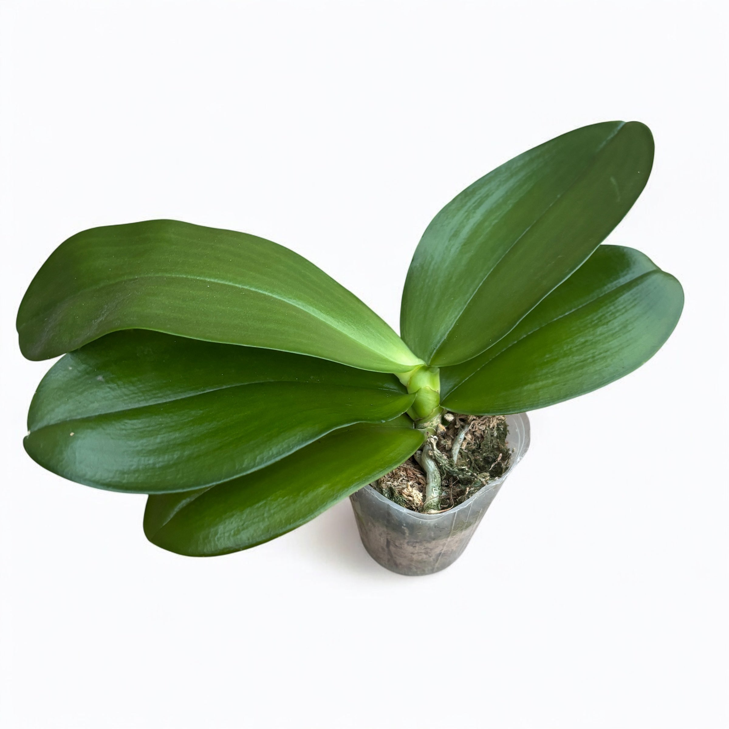 Phalaenopsis Mituo Obsidian 'Three Headed Dog' - parfumat