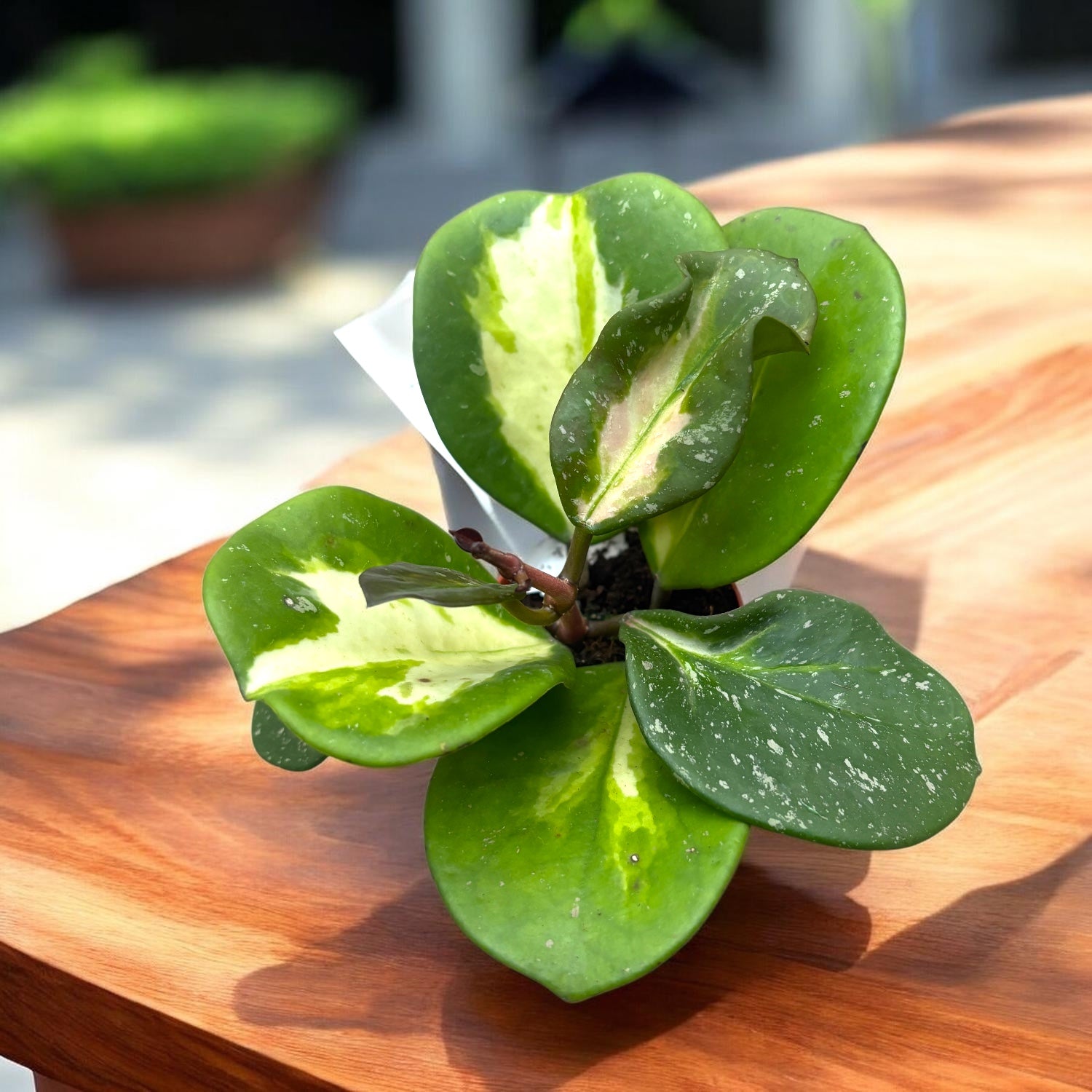 Hoya obovata 'Variegata Splash'