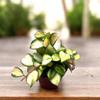 Hoya heuschkeliana 'Variegata' D6