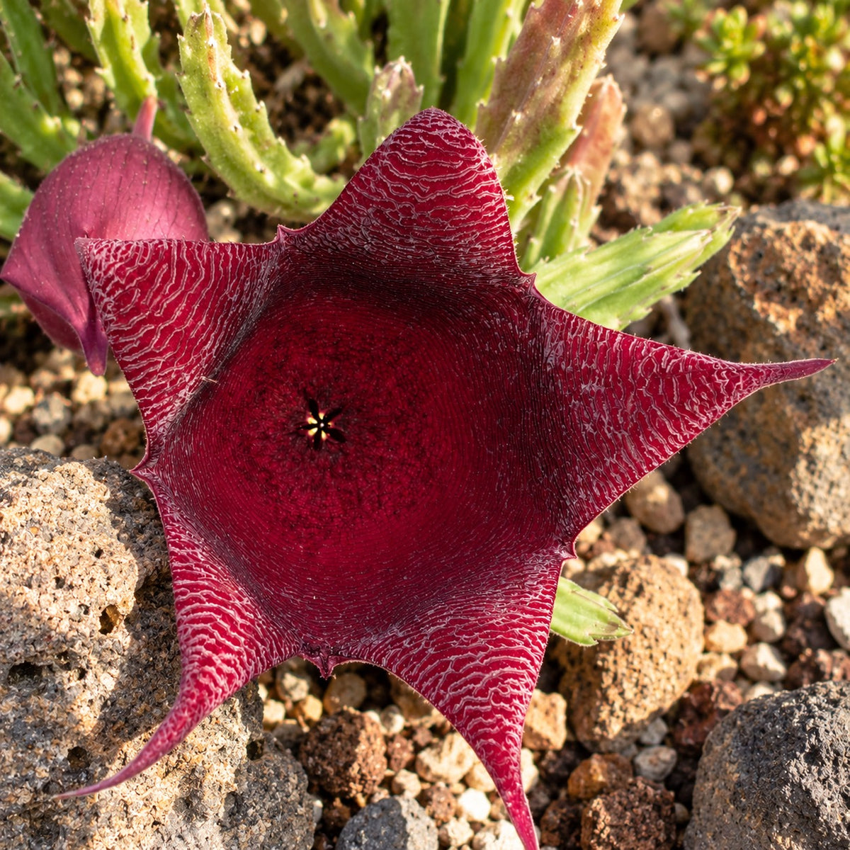 Stapelia leendertziae - strange, fascinating, and unique succulent