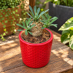 Euphorbia japonica (bupleurifolia x susannae) - Pine Cone Plant (caudex)