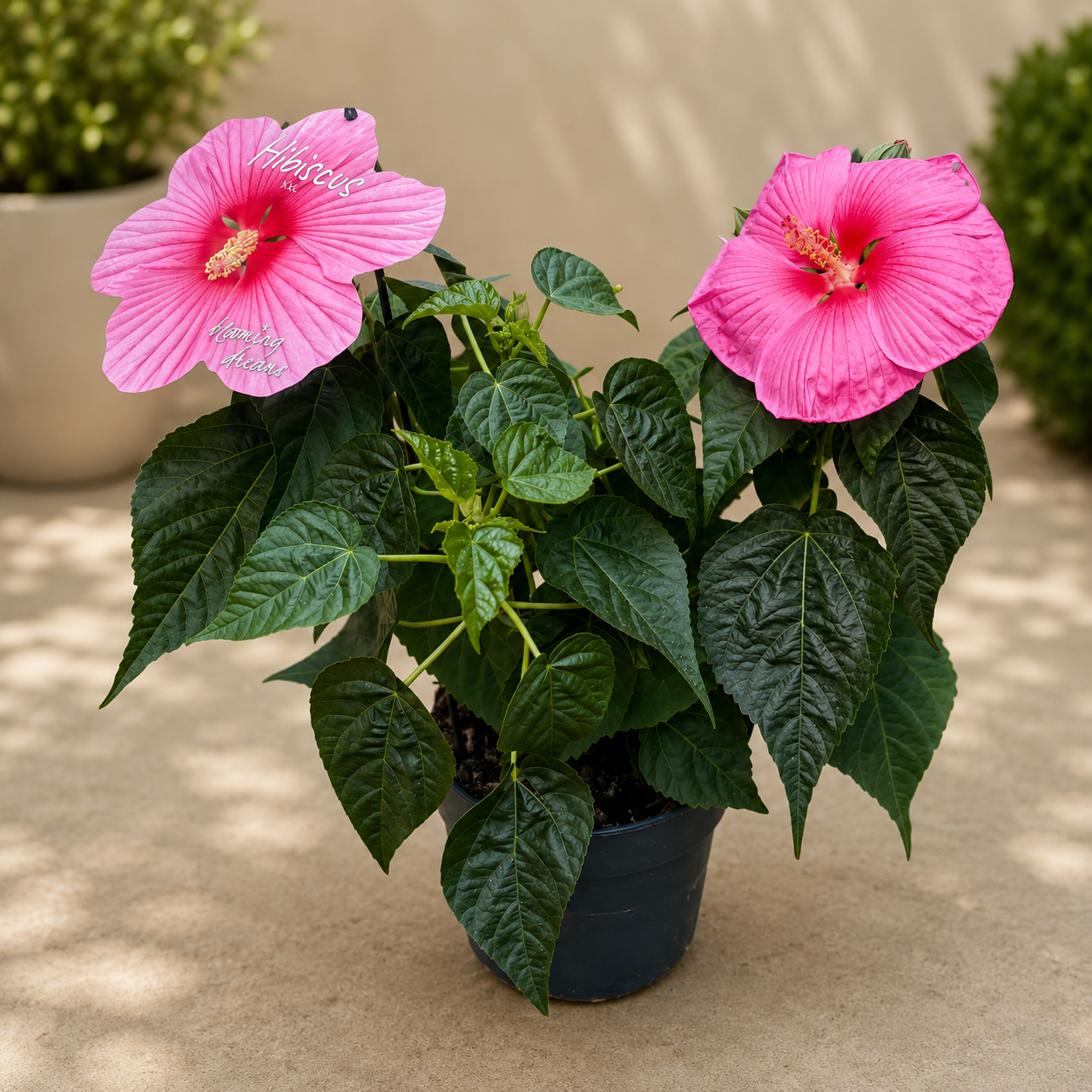 Hibiscus moscheutos ‘Extreme Hot Pink Imp’ – trvalý ibištek s obrovskými intenzívne ružovými kvetmi  
