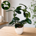 Stephanotis jasminoides (Jasmin de Madagascar, Fleur du Bonheur) - fleurs intensément parfumées