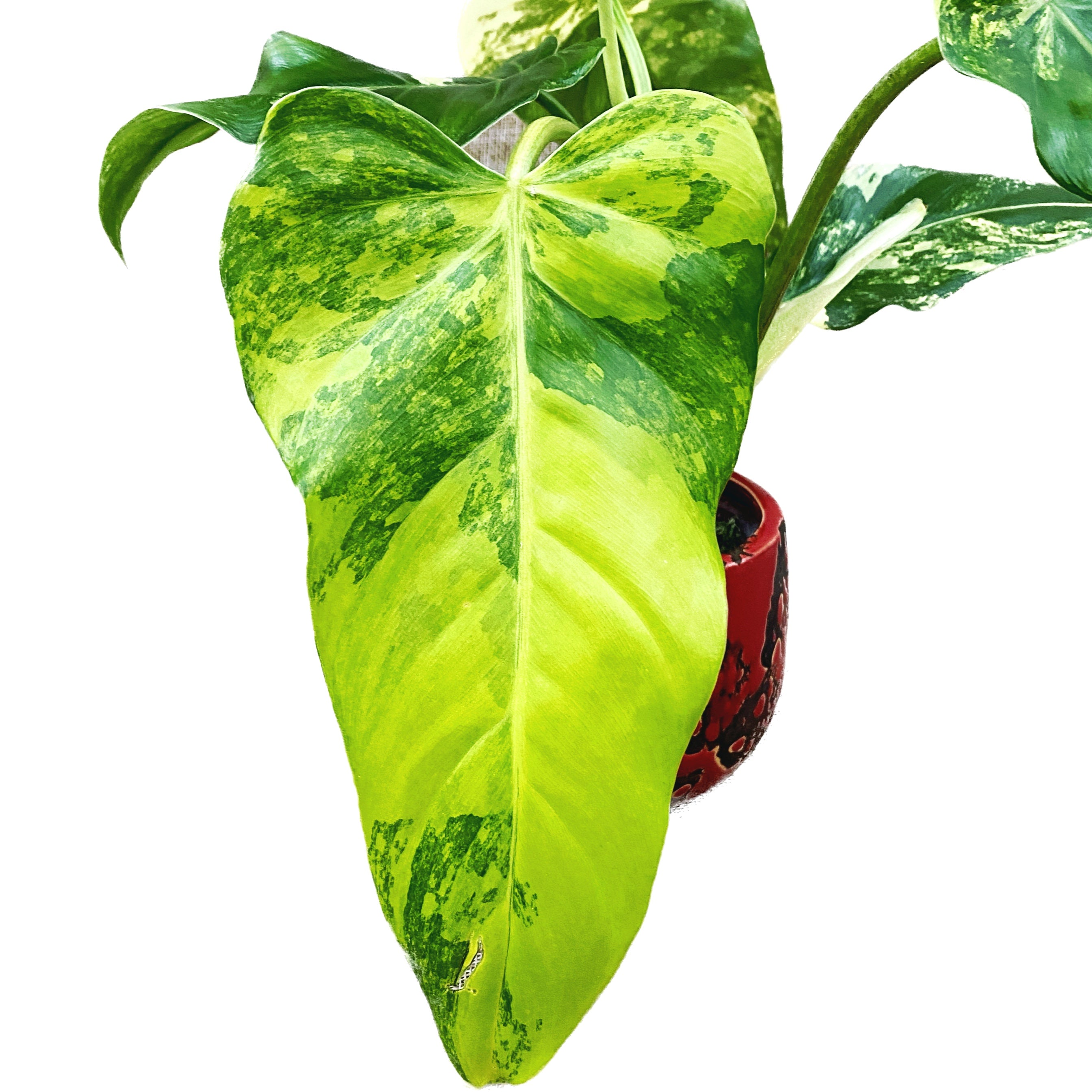 Philodendron domesticum 'Variegata'