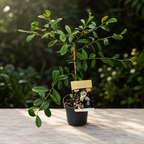 Magnolia laevifolia 'Honey Velvet' – pachnące kwiaty D15