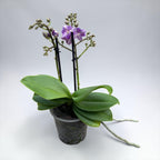 Phalaenopsis Reyoung Ultra Violet