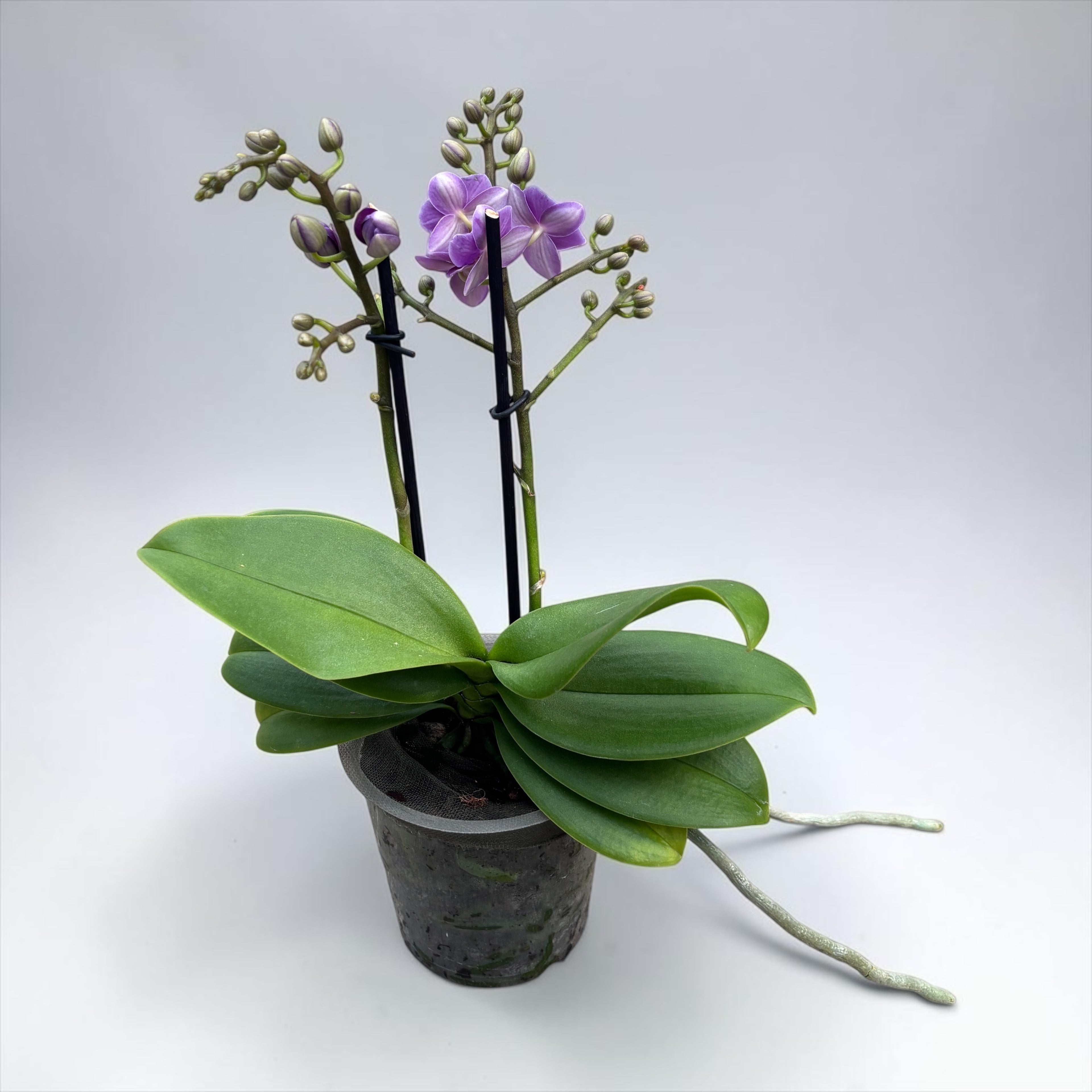 Phalaenopsis Reyoung Ultra Violet