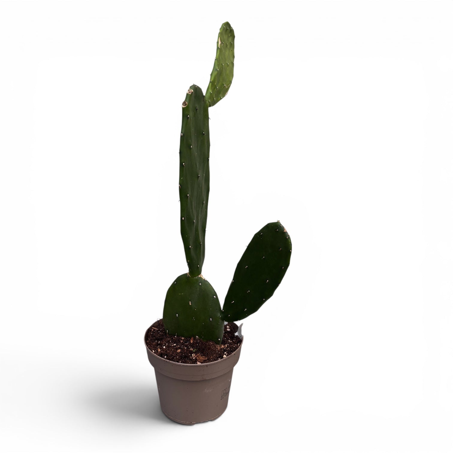Opuntia cochenillifera - fruits comestibles