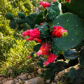 Opuntia cochenillifera - užitni plodovi