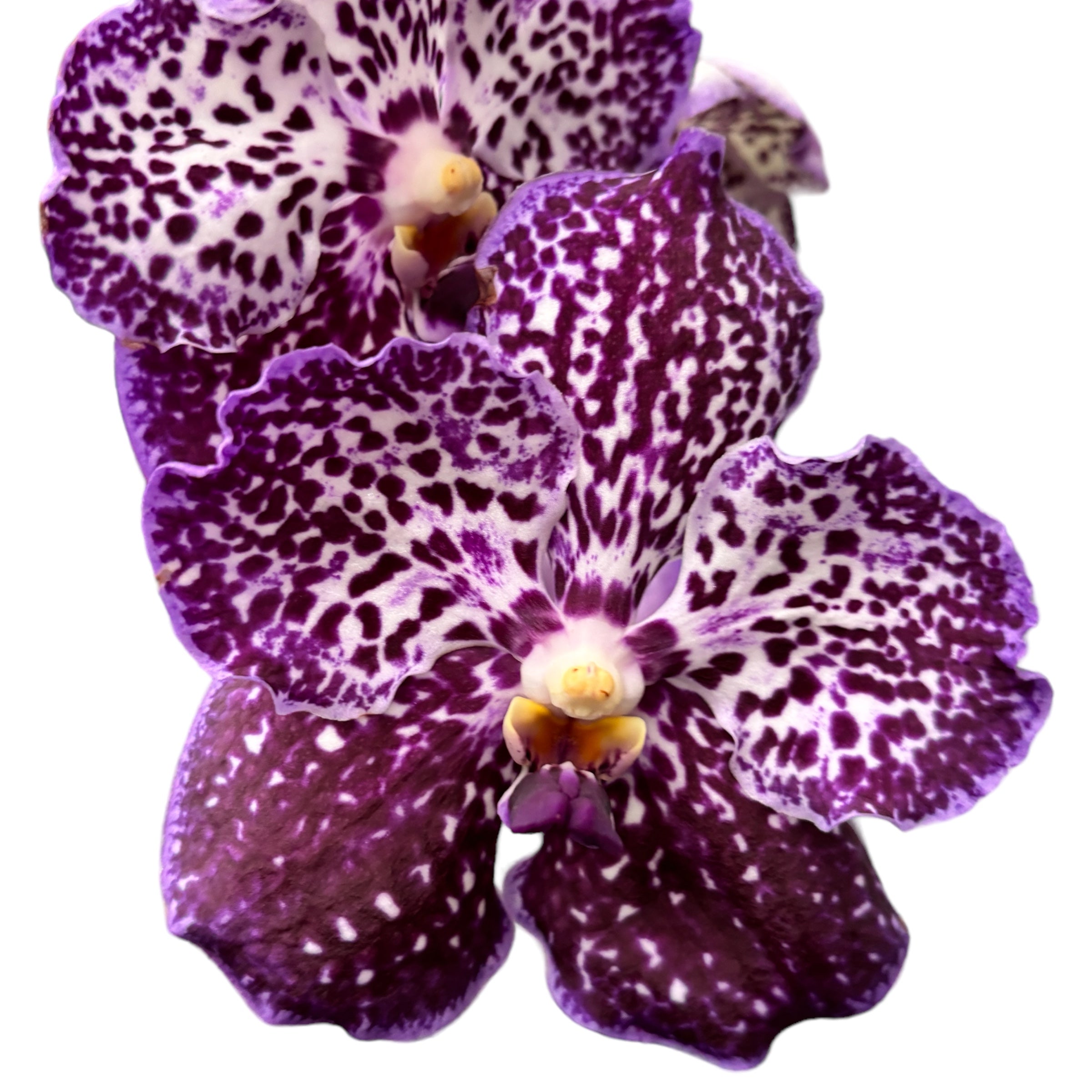 Vanda Sunanda Jeff Leatham (ANSU)