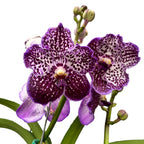 Vanda Sunanda Jeff Leatham (ANSU)