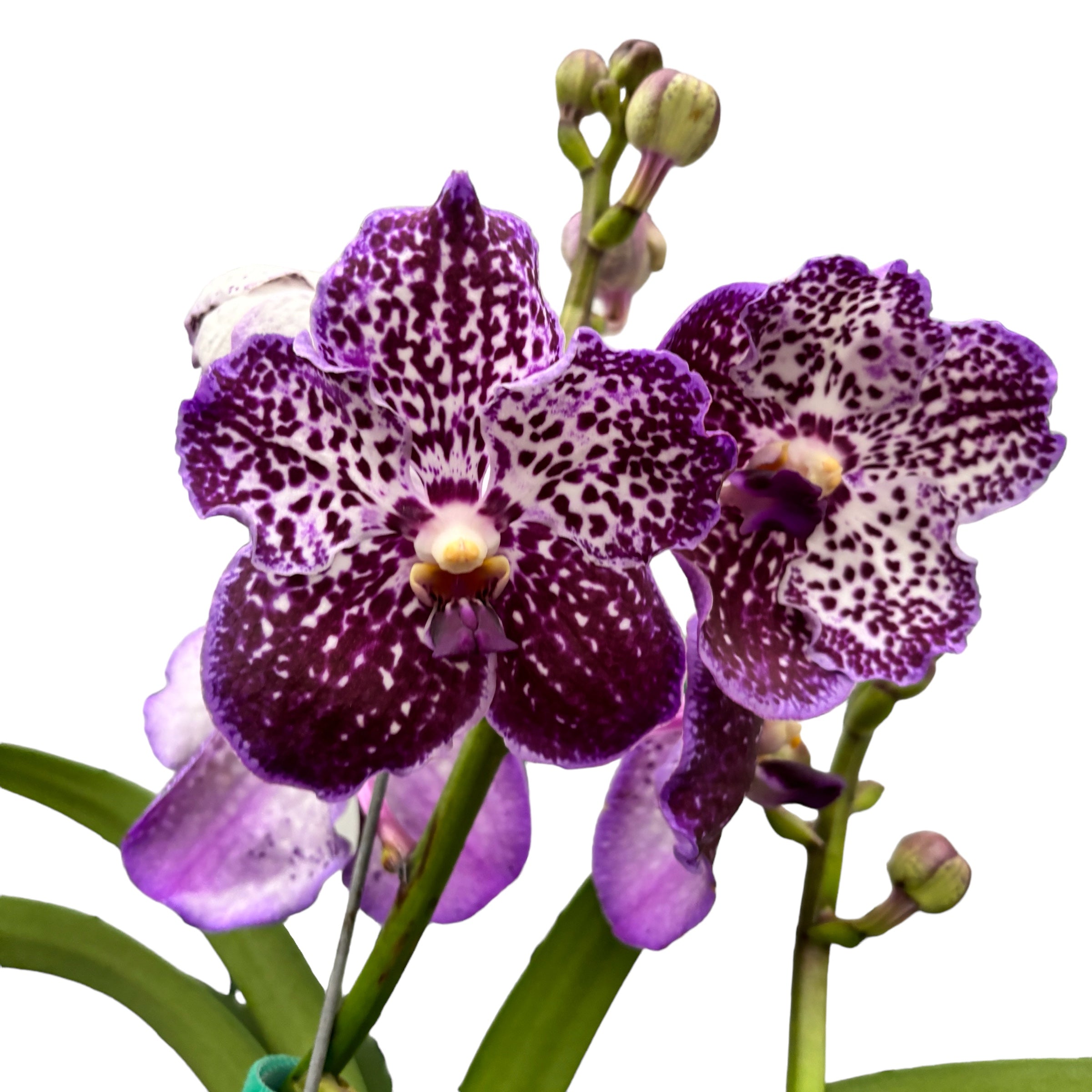 Vanda Sunanda Jeff Leatham (ANSU)