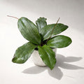 Hoya erythrina D6
