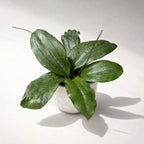 Hoya erythrina D6