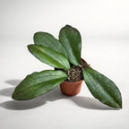 Hoya erythrina D6